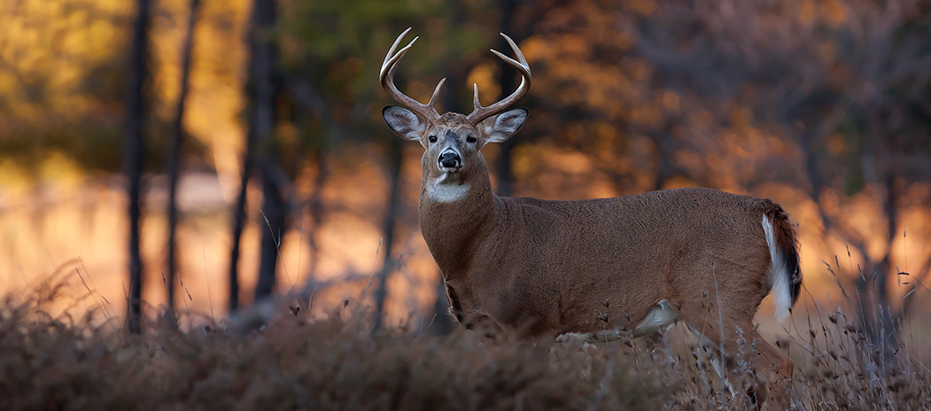 Arkansas deer hunting lease