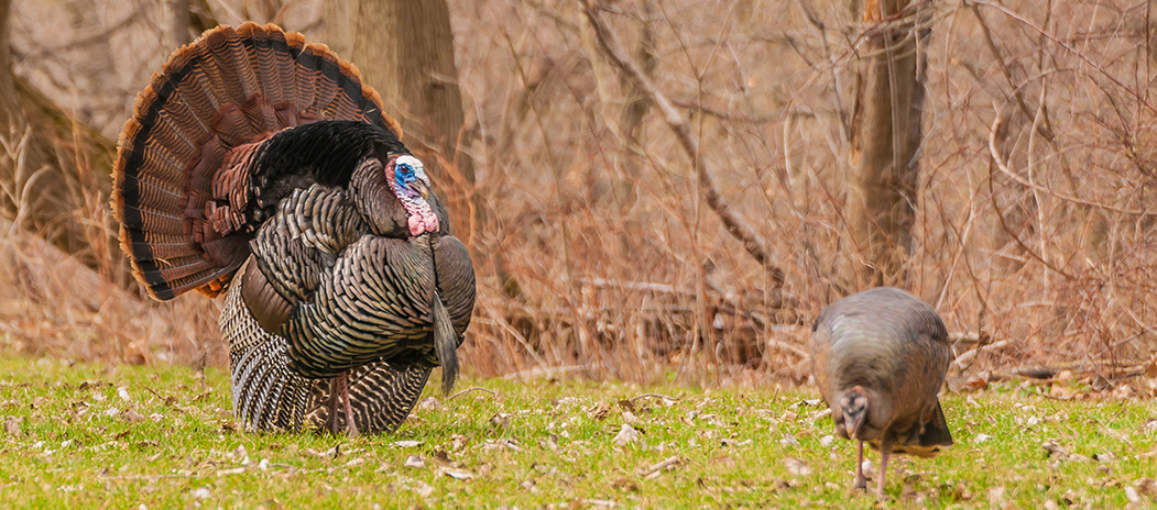 Arkansas turkey hunting lease